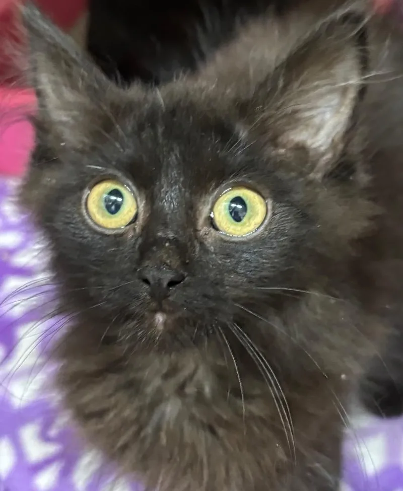 A baby small-sized male Domestic Short Hair cat named Martin for adoption in Elizabethton, TN