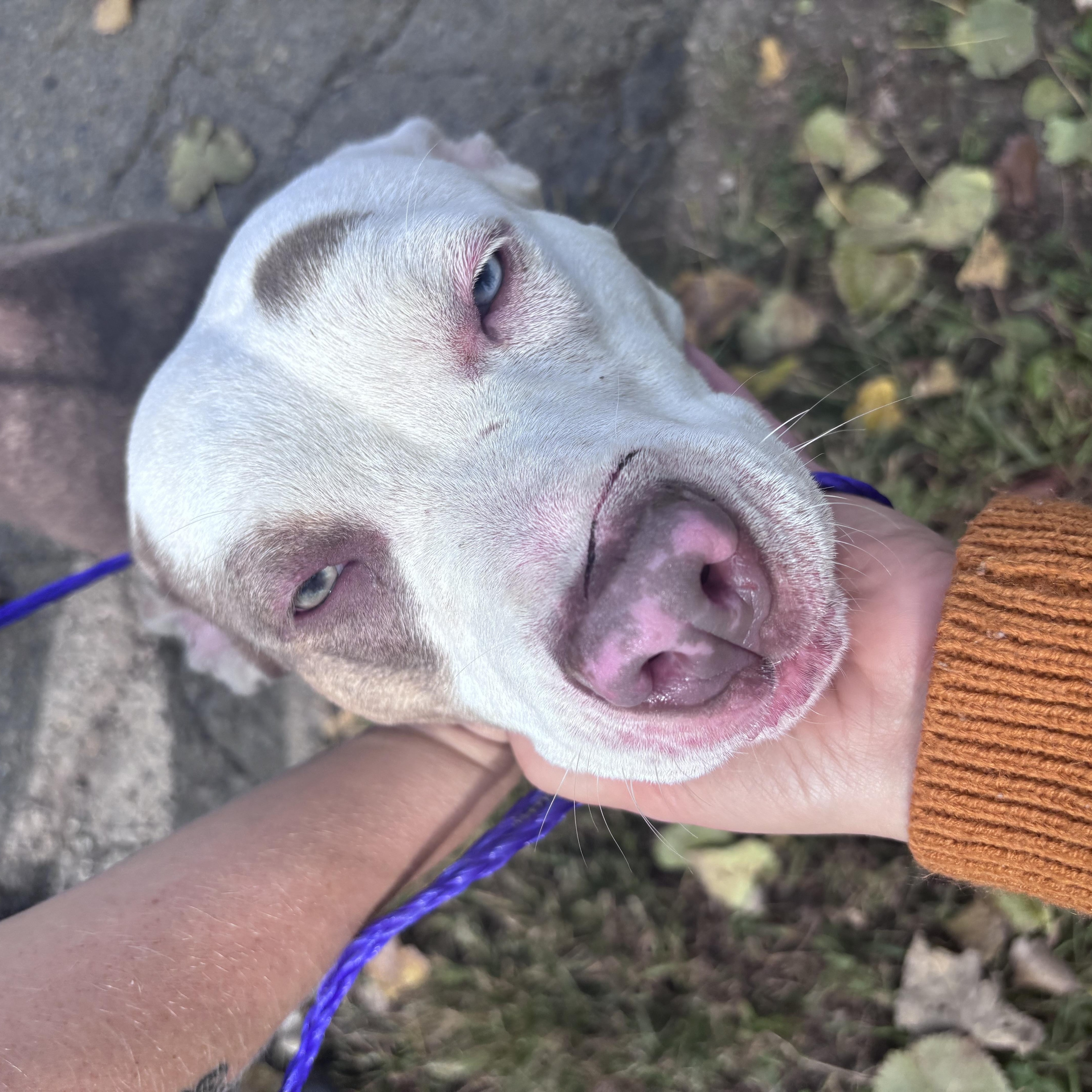 A young medium-sized female Pit Bull Terrier dog named Ocean for adoption in New Castle, IN