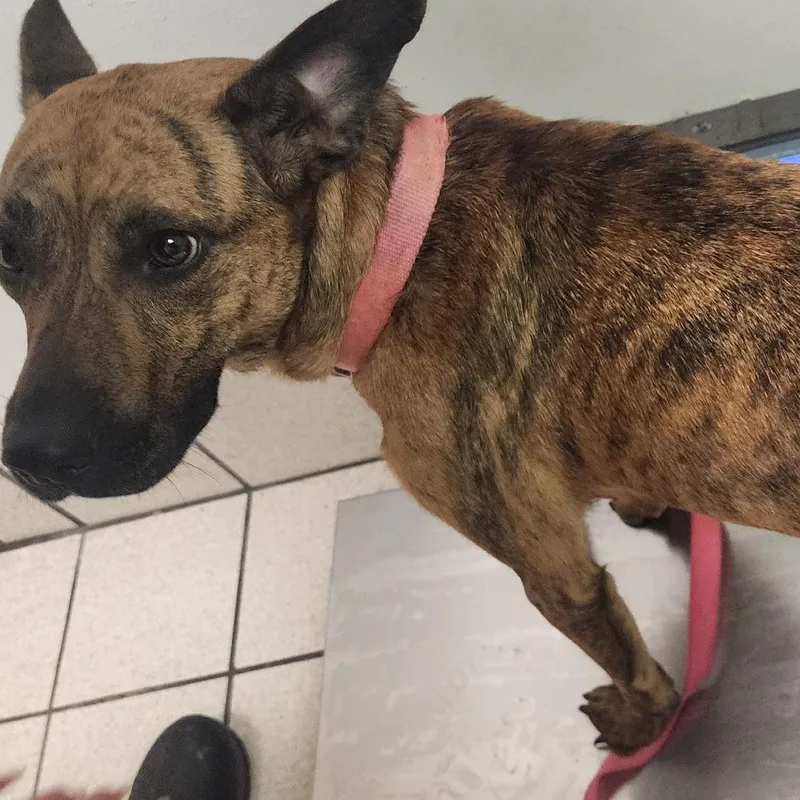 A young medium-sized female Brindle Mixed Breed dog named Memphis for adoption in Charleston, WV
