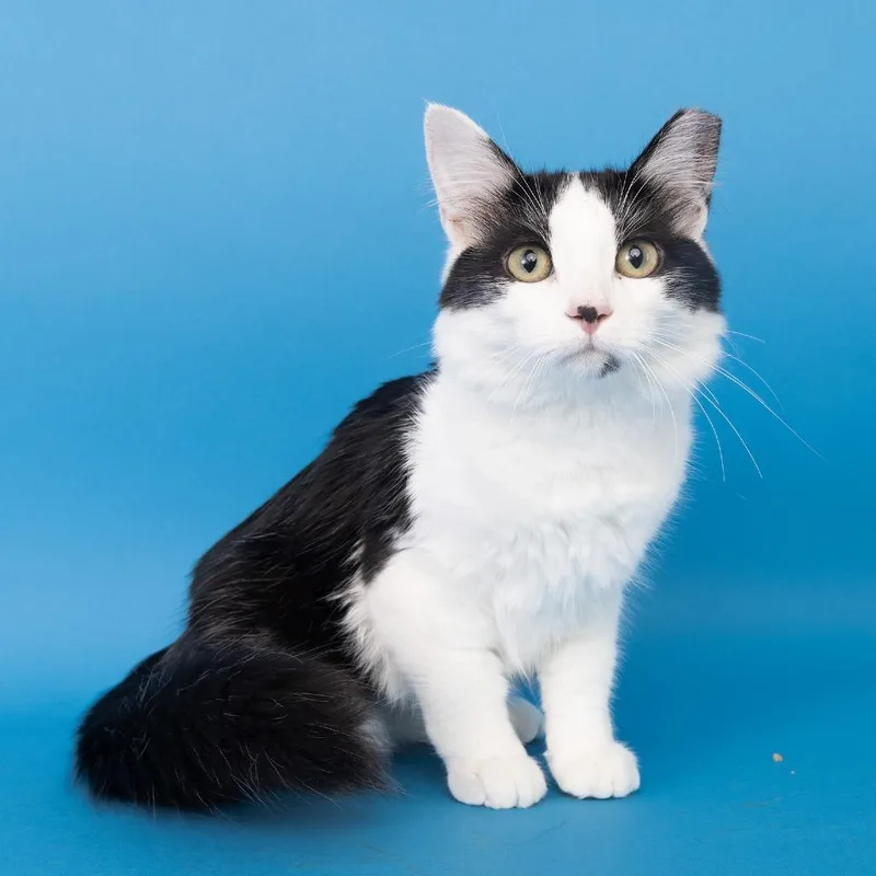 A young medium-sized female Black Domestic Short Hair cat named HeatWave for adoption in Franklin, TN
