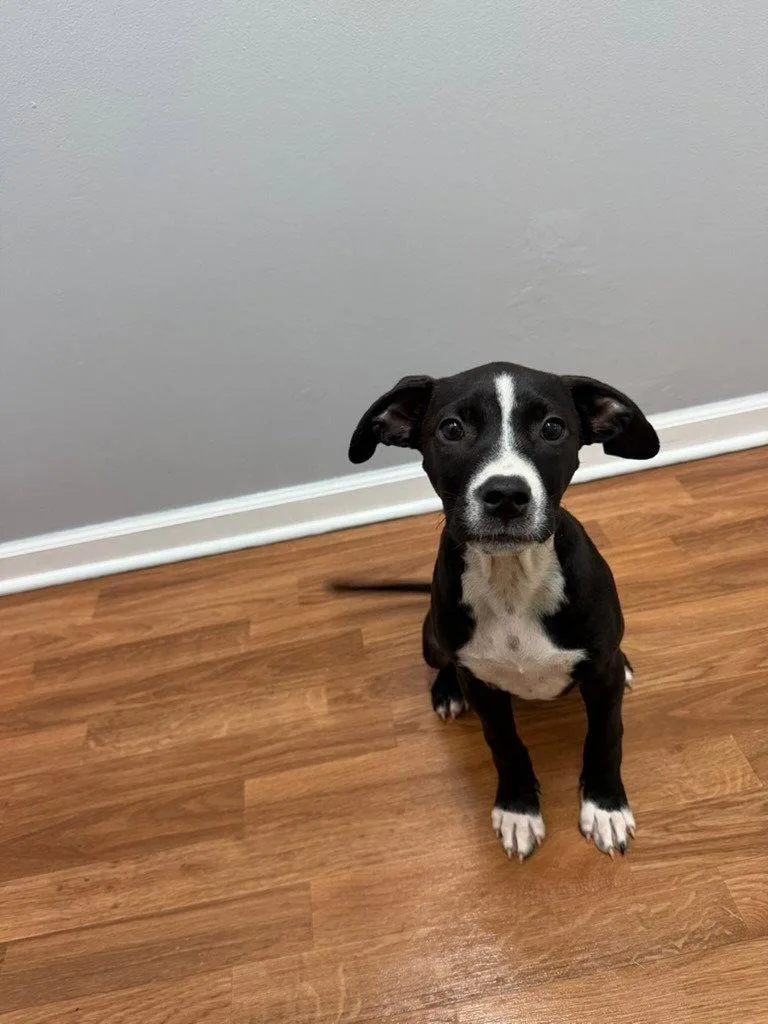 A baby small-sized female Terrier dog named Astrid for adoption in Lovingston, VA
