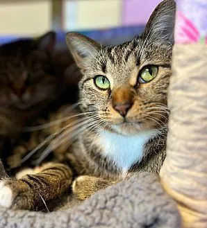 An adult medium-sized male Tabby (Brown / Chocolate) Domestic Short Hair cat named Babe Ruth for adoption in Grayslake, IL
