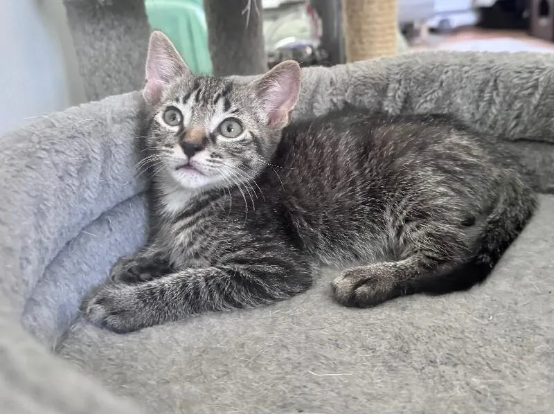 A young medium-sized male Tabby (Brown / Chocolate) Domestic Short Hair cat named Mork for adoption in North Babylon, NY