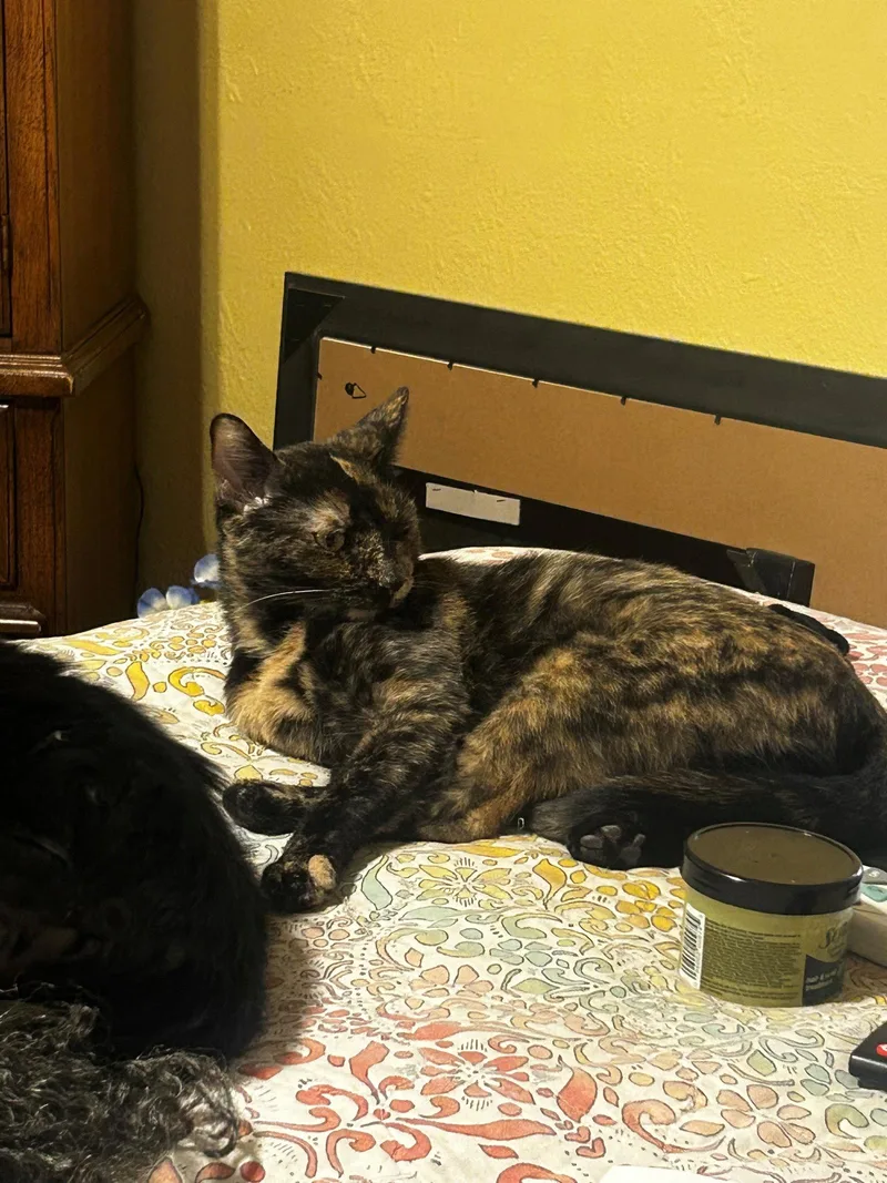 An adult medium-sized female Tortoiseshell cat named Laleh for adoption in Phoenix, AZ