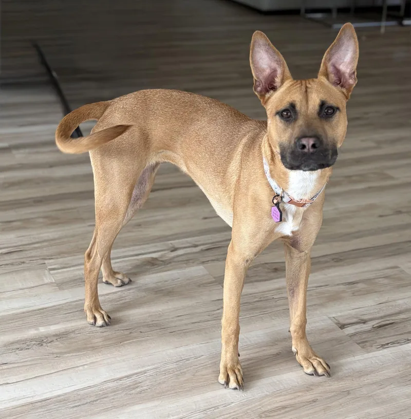 A young medium-sized female Belgian Shepherd / Malinois dog named Cali for adoption in Cary, NC