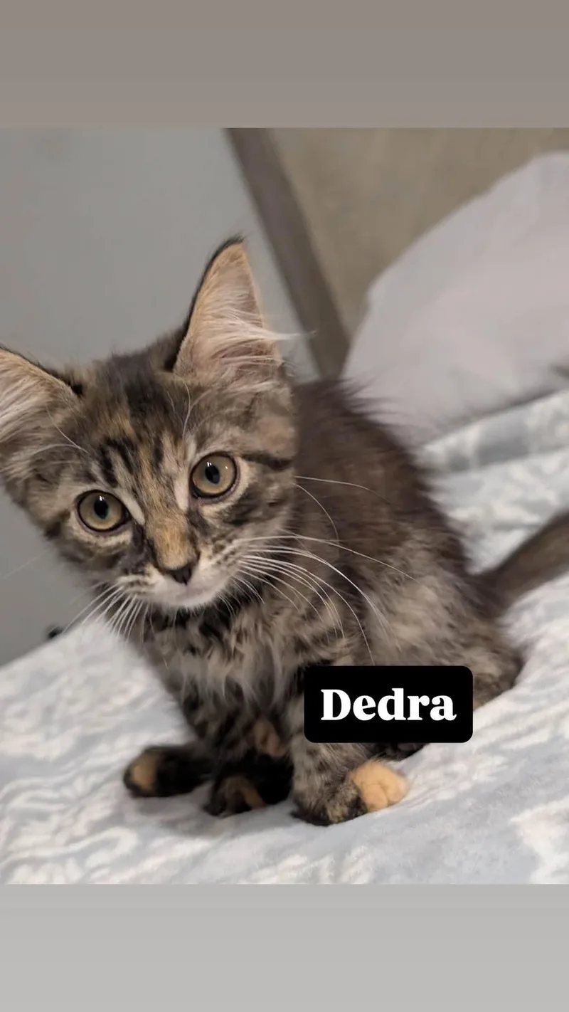 Dedra