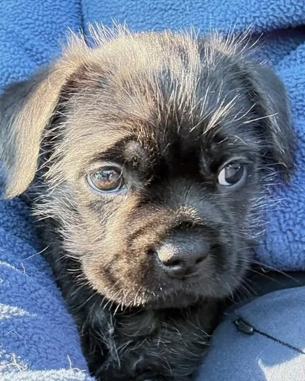 A baby small-sized male French Bulldog dog named Teddy Bear for adoption in Novato, CA