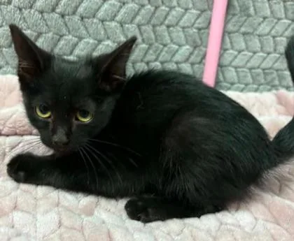 A baby small-sized female Domestic Short Hair cat named Plum for adoption in Lampasas, TX
