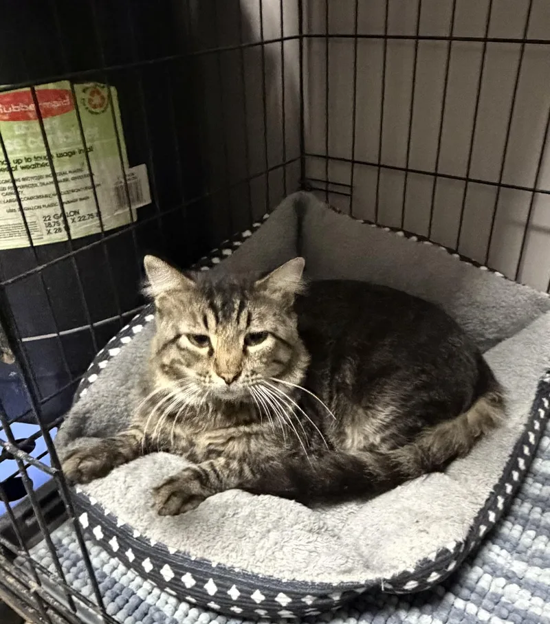 An adult large-sized male Tabby (Gray / Blue / Silver) Domestic Long Hair cat named Tigger for adoption in Grove, OK