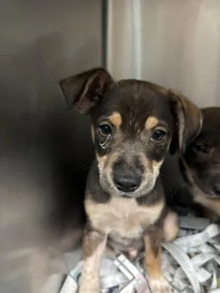 A baby small-sized male Terrier dog named Orion for adoption in Honolulu, HI