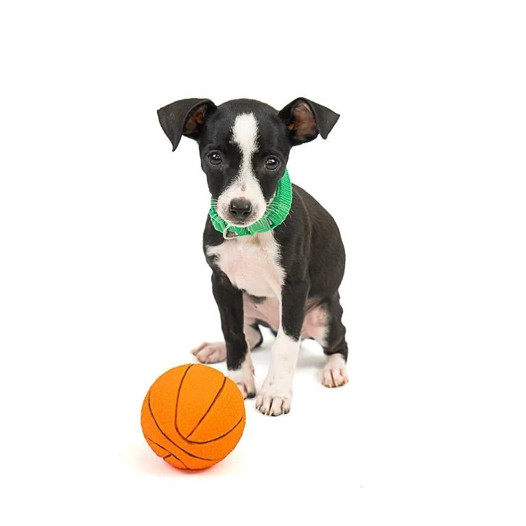A baby small-sized female Black Chihuahua dog named Beethoven D for adoption in Princeton, MN
