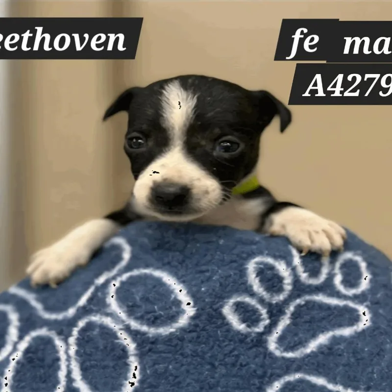 Beethoven D thumbnail 3
