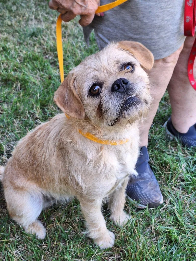 A young small-sized female Brindle Pug dog named Jolie for adoption in Salem, OR