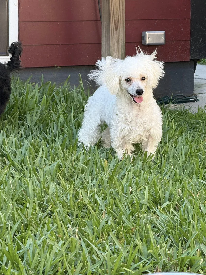 Milo