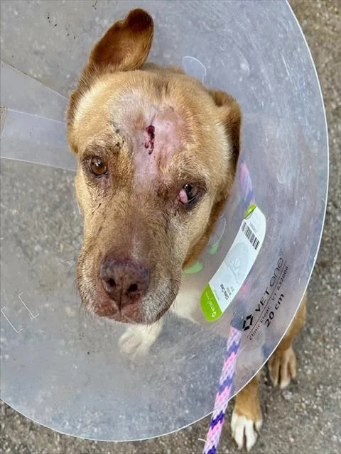 A senior medium-sized female Pit Bull Terrier dog named Madonna for adoption in Tucson, AZ