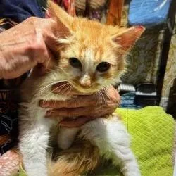 A young medium-sized male Orange / Red Domestic Short Hair cat named Fluff for adoption in Boston, MA