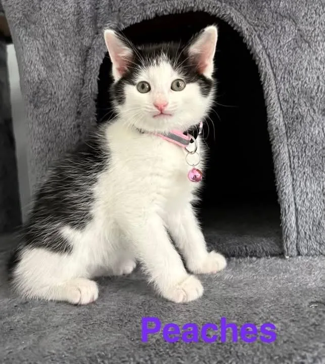 A baby medium-sized female White Domestic Short Hair cat named Peach for adoption in Charlotte, NC