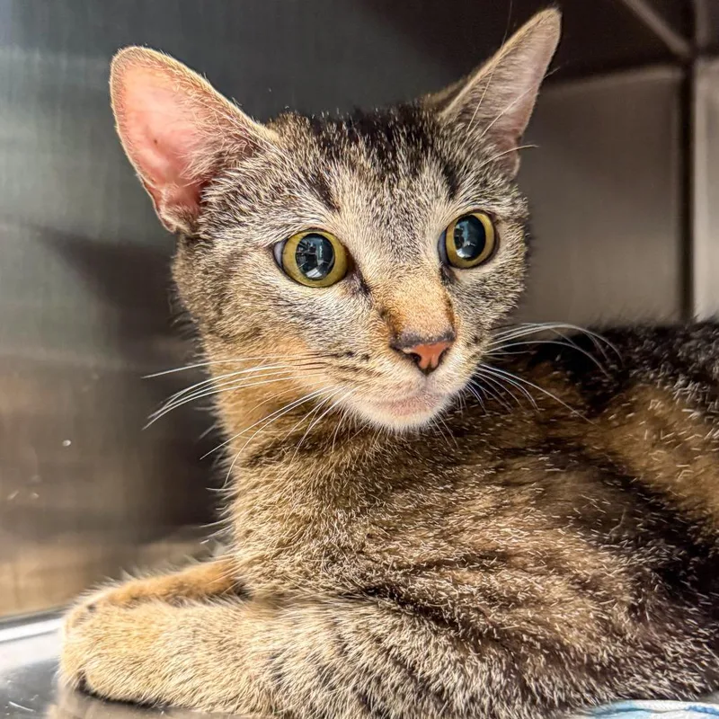 A young medium-sized female Brown / Chocolate Domestic Short Hair cat named Bunny Runny for adoption in Kennebunk, ME
