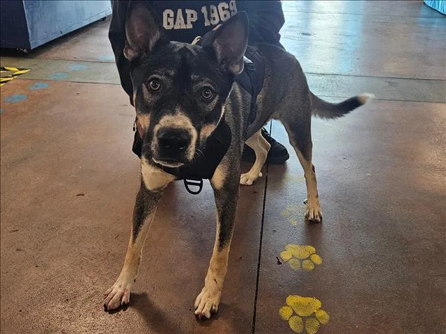 A young large-sized male Mixed Breed dog named Rocky for adoption in Van Nuys, CA
