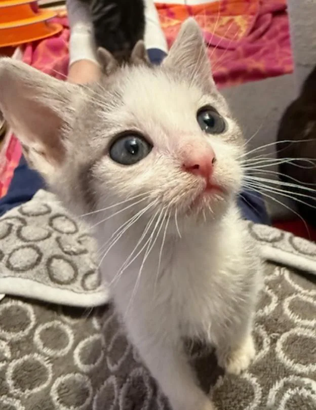 A baby medium-sized female Gray & White Domestic Short Hair cat named Tracy for adoption in Herndon, VA