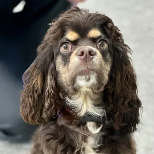 A baby small-sized male Brown / Chocolate Cocker Spaniel dog named Jared Mccain for adoption in Broken Arrow, OK