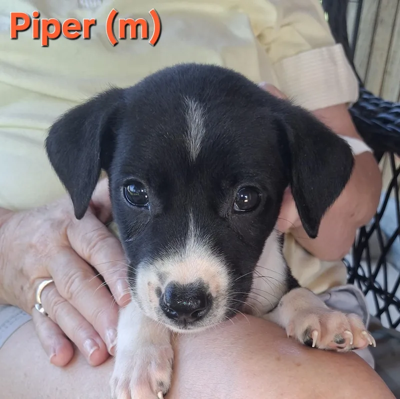 Piper
