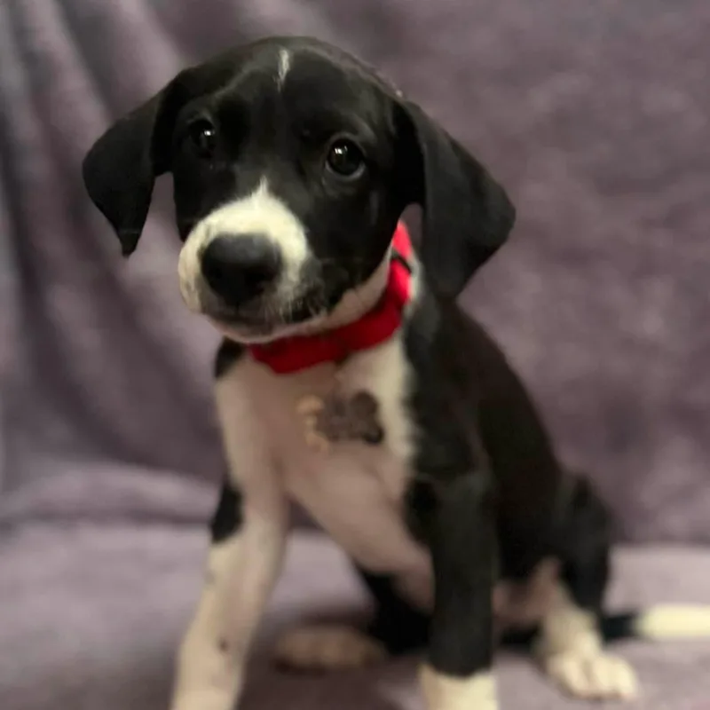 Piper thumbnail 2
