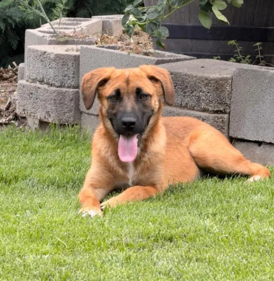 A young medium-sized female Yellow / Tan / Blond / Fawn German Shepherd Dog dog named Kit for adoption in renton, WA