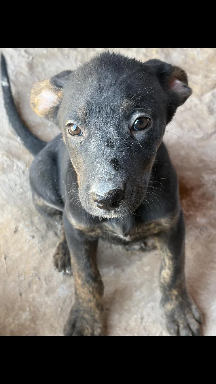 A baby medium-sized female Catahoula Leopard Dog dog named Hazel for adoption in Paradise, TX