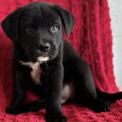 A baby medium-sized male Labrador Retriever dog named Goomi for adoption in Red Bluff, CA