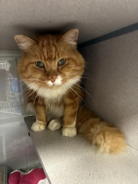 A senior medium-sized male Domestic Long Hair cat named Copperpaw for adoption in Salt Lake City, UT