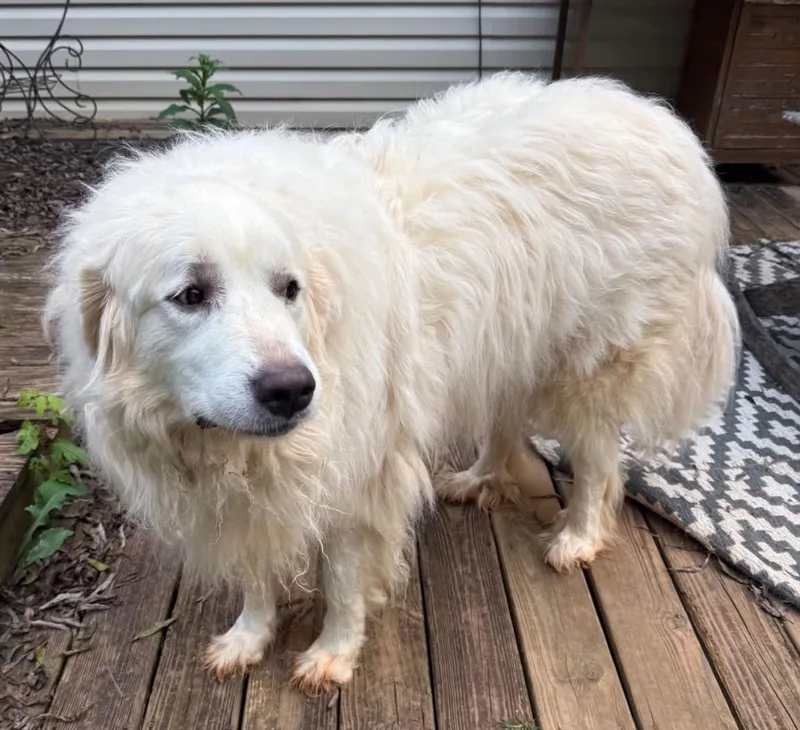 An adult extra large-sized female Great Pyrenees dog named Mia for adoption in Claremont, NC