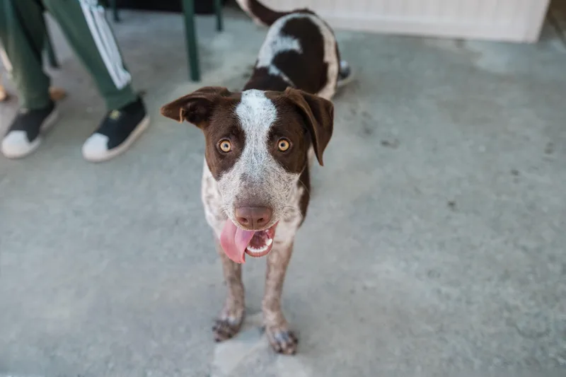 A baby medium-sized female Brown / Chocolate Cattle Dog dog named Pebbles for adoption in Santa Rosa, CA