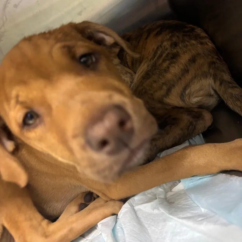 A baby small-sized female Brown / Chocolate Mixed Breed dog named Gauc for adoption in Corbin, KY