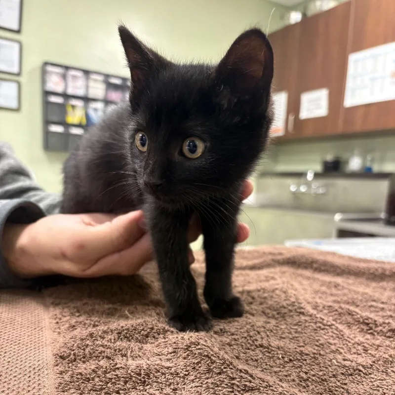 A baby small-sized male Domestic Short Hair cat named Kyle Spencer for adoption in Binghamton, NY