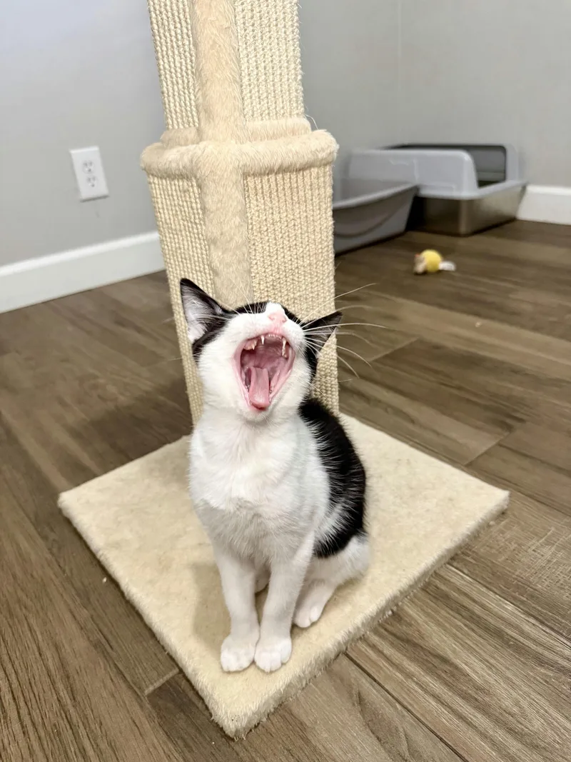 A baby medium-sized female Black & White / Tuxedo Domestic Short Hair cat named Daisy for adoption in Houston, TX