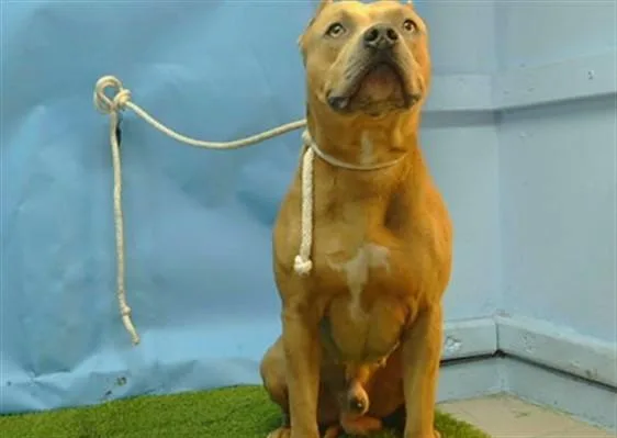 An adult medium-sized male Pit Bull Terrier dog named Bidnes for adoption in Gardena, CA