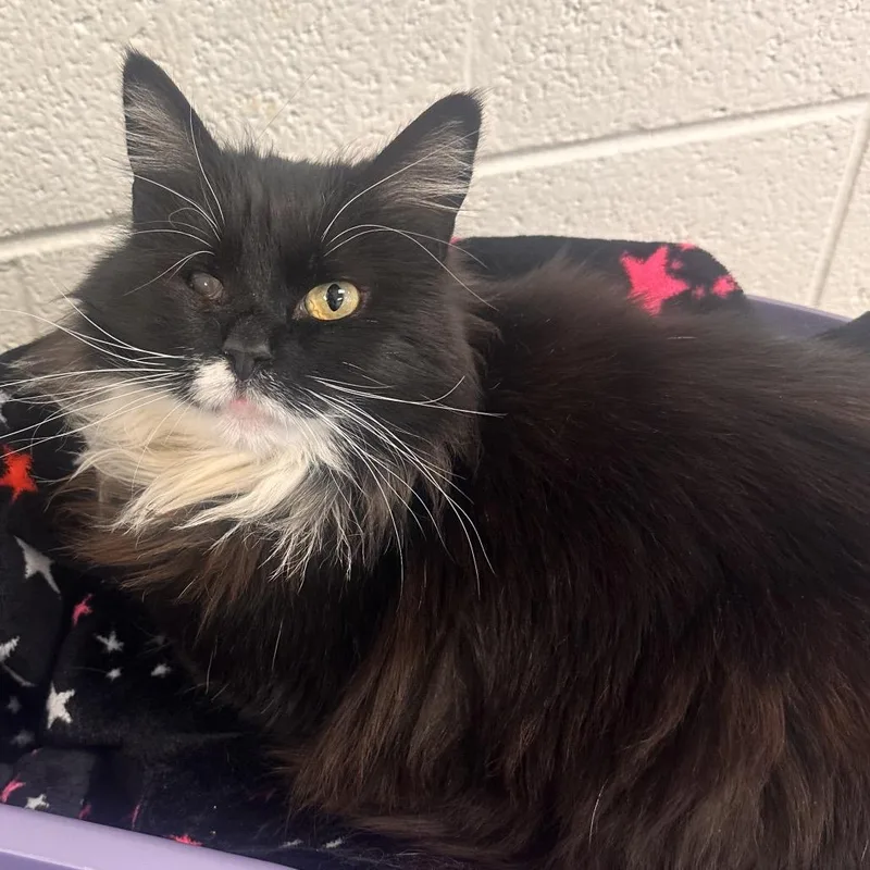 Sue Sylvester thumbnail 2