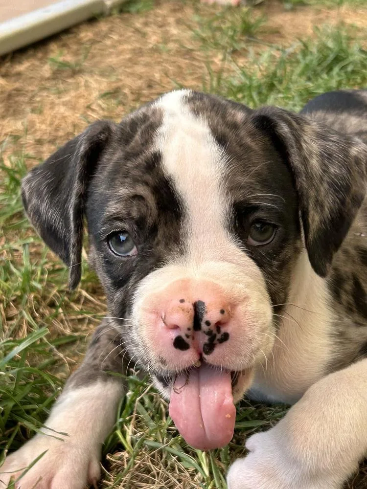 A baby large-sized male Boxer dog named Odin for adoption in Mooresville, NC