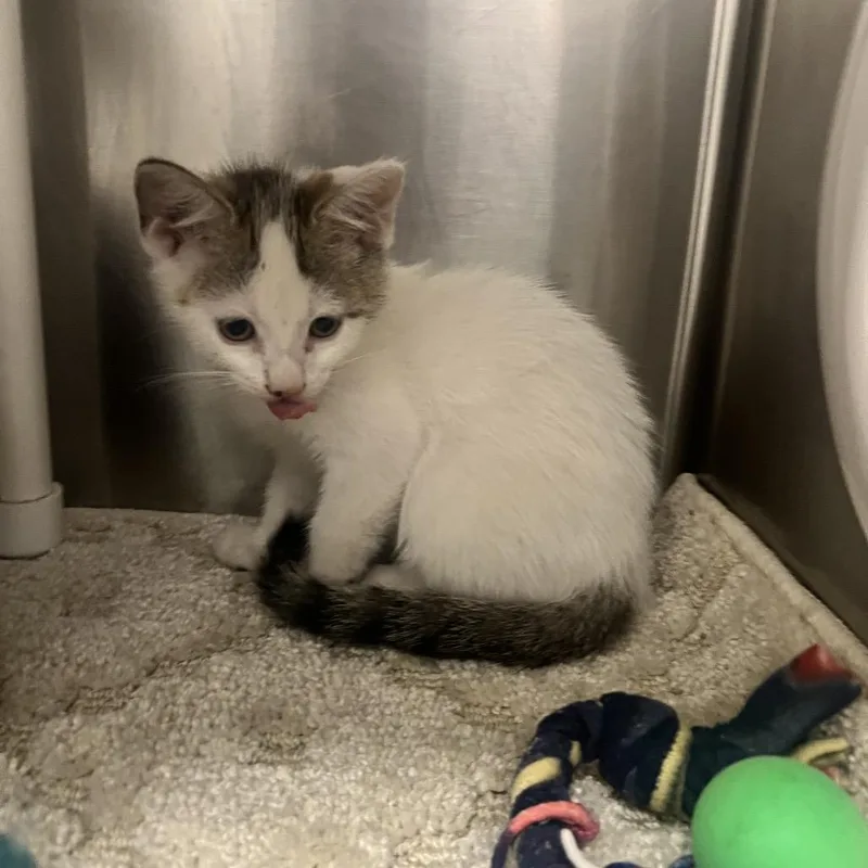 A baby small-sized female White Domestic Short Hair cat named Star for adoption in West Palm Beach, FL