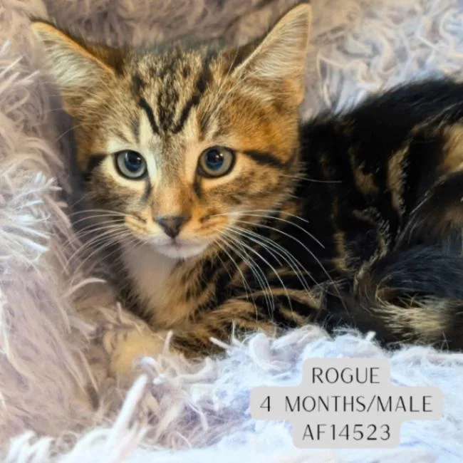Rogue
