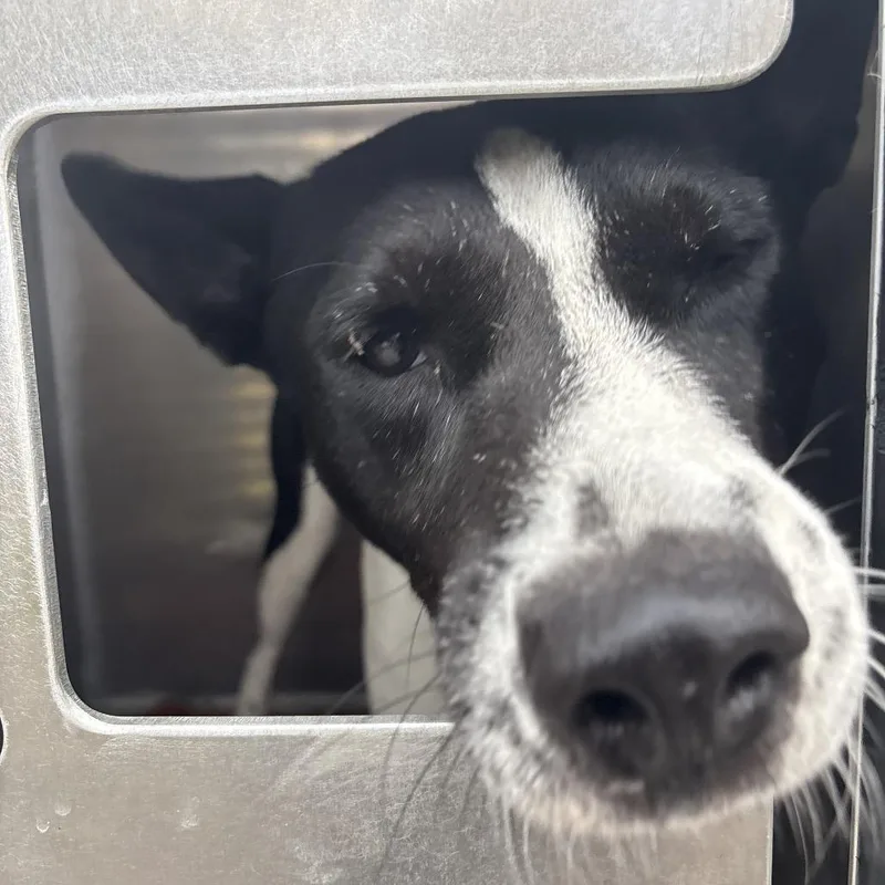 An adult medium-sized male Black Basenji dog named Bloomfield for adoption in League City, TX