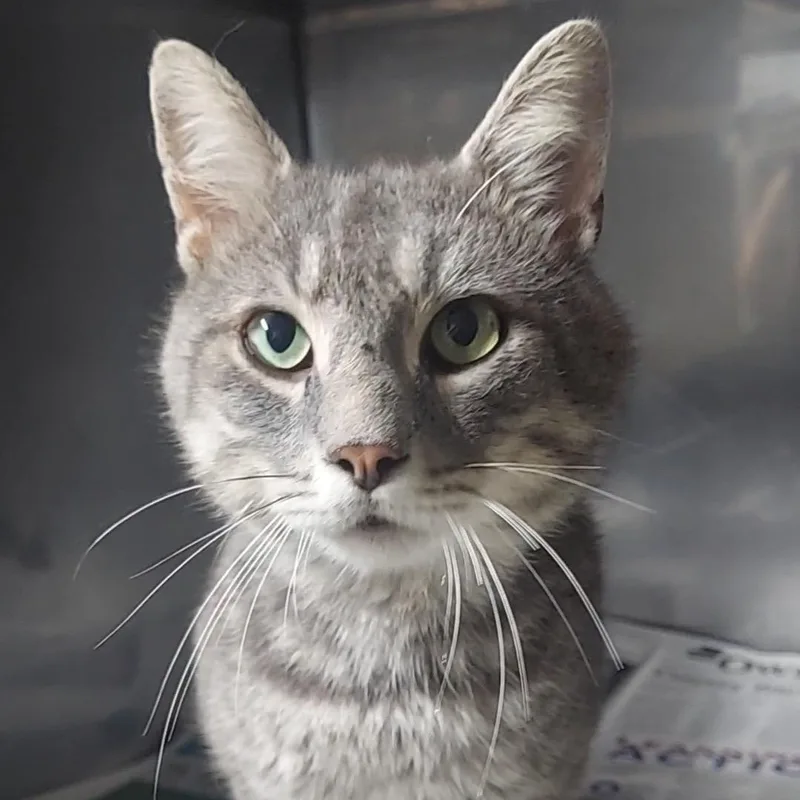 A young medium-sized male Tabby (Gray / Blue / Silver) Domestic Short Hair cat named Gus for adoption in Spencer, IN