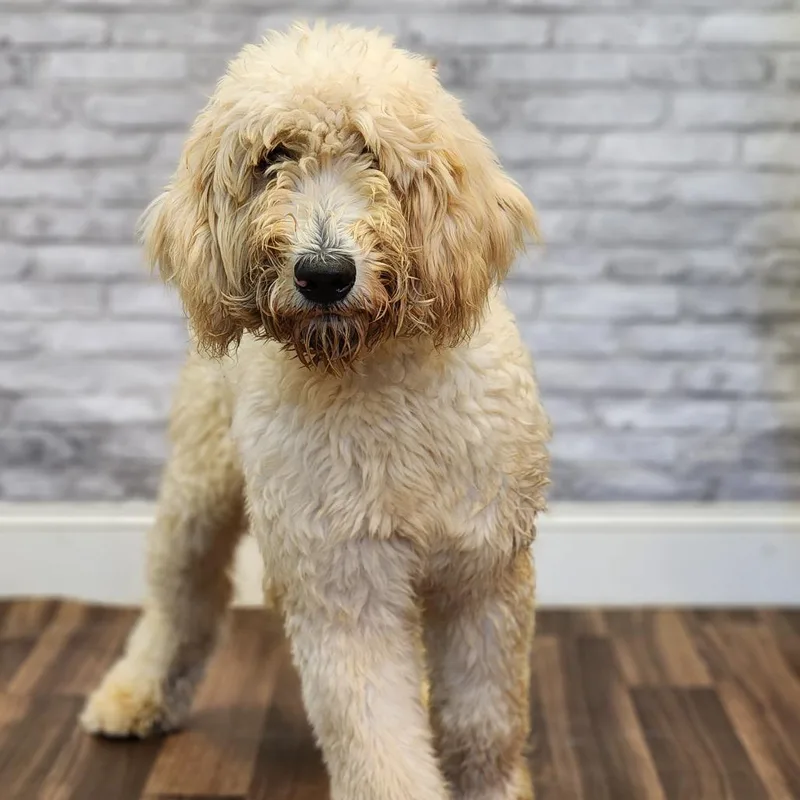 A young medium-sized female White / Cream Golden Retriever dog named Star for adoption in Montgomery, AL