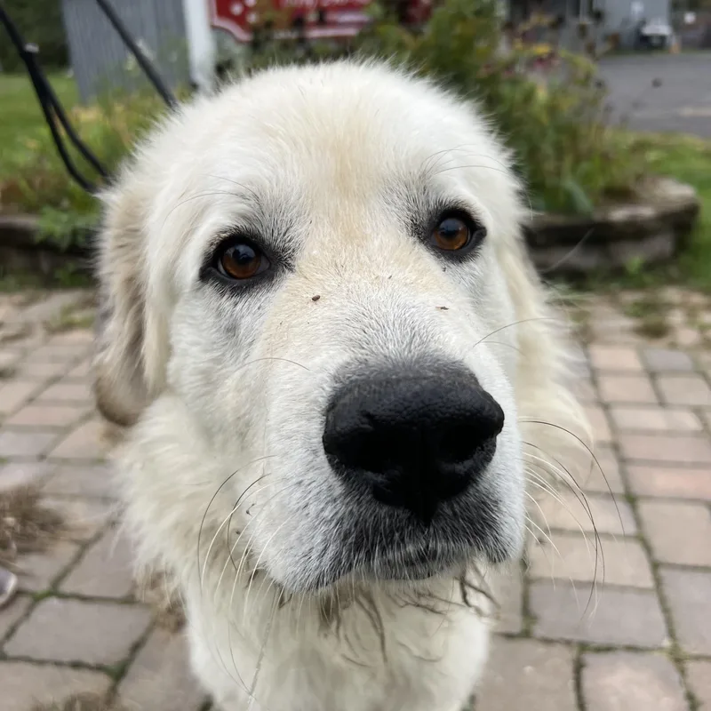 An adult large-sized male Great Pyrenees dog named Teggy for adoption in Howes Cave, NY