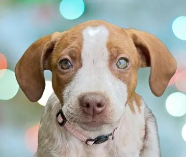 A baby medium-sized female Red / Chestnut / Orange Mixed Breed dog named Ginger for adoption in Schaumburg, IL