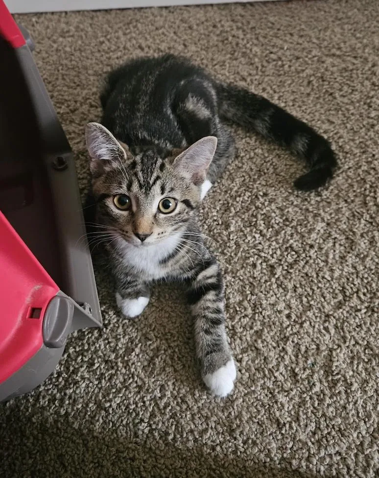 A baby medium-sized female Tabby (Brown / Chocolate) Tabby cat named Mango for adoption in Columbus, OH