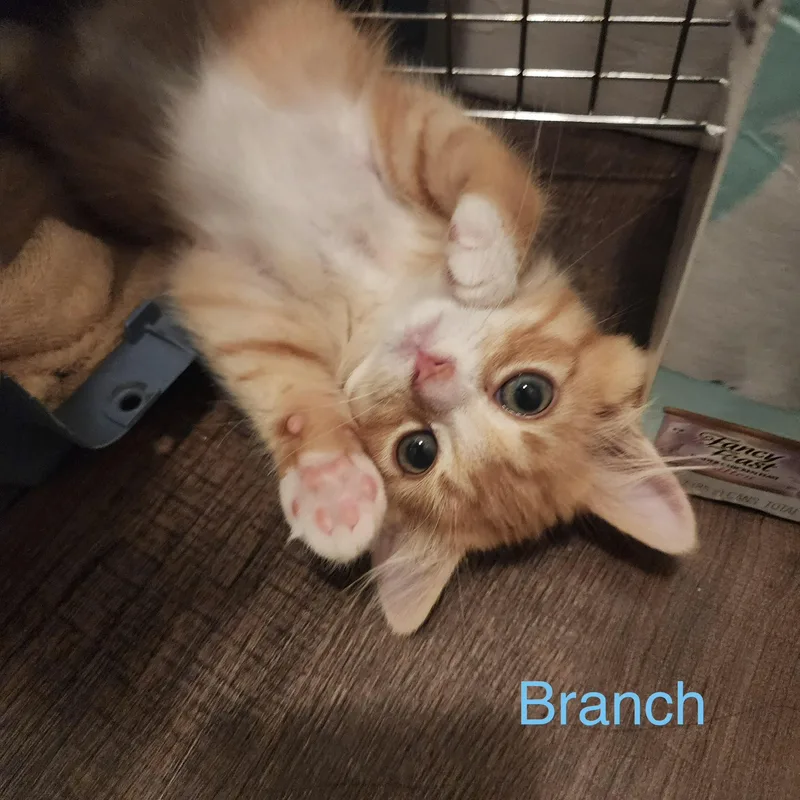 Branch