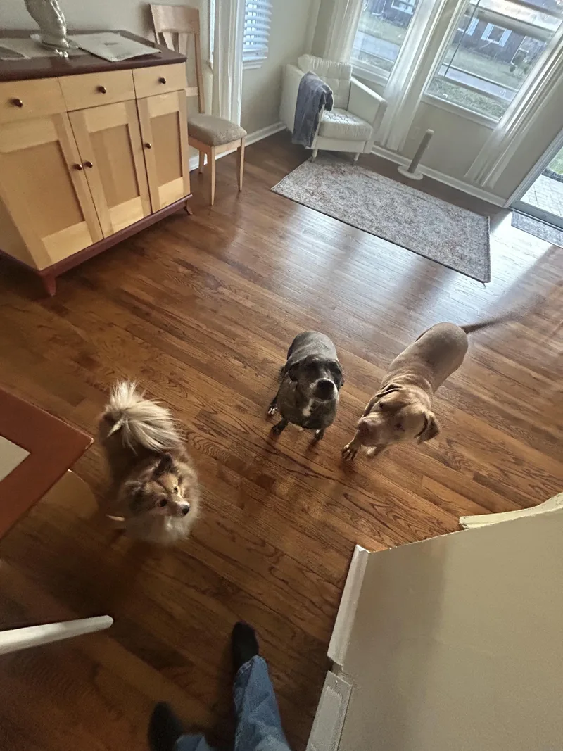 An adult large-sized female Pit Bull Terrier dog named Una for adoption in Troy, MI