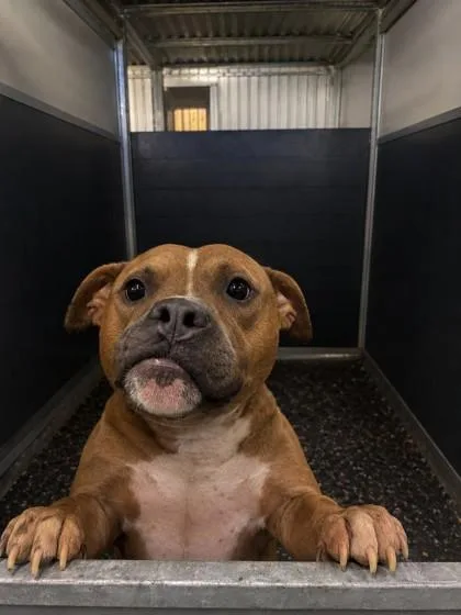 An adult large-sized female Yellow / Tan / Blond / Fawn Pit Bull Terrier dog named Pocohantas for adoption in Atlanta, GA